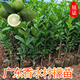 黃銘證廣東無(wú)籽香水檸檬樹(shù)苗奶茶店專(zhuān)用海南小金桔檸檬苗青金桔 廣東香水檸檬苗3年苗帶土 基地直銷(xiāo)