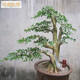 白皮黃楊盆栽 小葉黃楊盆景樁 樹(shù)苗造型獨(dú)特 葉色優(yōu)美黃楊盆景 40公分高素材苗 0.5公分粗 不含盆