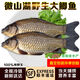 御瀘鮮湘正宗微山湖野鯽魚土鯽魚鮮活現(xiàn)殺現(xiàn)發(fā)淡水鯽魚大鯽魚小鯽魚批發(fā) 小鯽魚6斤裝(6-9條/斤)順豐發(fā)貨