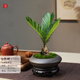 詩甲鐵樹蘇鐵樹綠植盆栽小盆景室內(nèi)好養(yǎng)植物招財花卉節(jié)日送禮 小蘇鐵+飛碟盆+底座