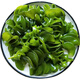 新鮮鹽漬海木耳海白菜孢子葉海靈芝裙帶菜梗耳朵 螺旋藻 3斤海木耳