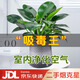 雙盟金鉆綠公主辦公室綠植盆栽吸毒王吸甲醛三棵鉆石盆1盆裝源頭直發(fā)
