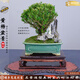 潮裕盆景黃楊盆景精品矮霸老樁造型真樹室內(nèi)花卉綠植盆栽客廳陽(yáng)臺(tái)玄關(guān)擺件 黃楊盆景108 帶盆栽好