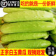 林中山 【順豐發(fā)貨】海陽(yáng)白玉黃瓜小黃瓜生吃農家富硒孕婦新鮮蔬菜 5斤