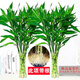 中夢(mèng)大葉竹水培養植物花卉綠植室內好養竹子富貴竹水養帶根鮮花發(fā)財樹(shù) 帶根富貴竹約80cm12棵