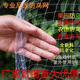 防鳥(niǎo)用網(wǎng)水果樹(shù)防鳥(niǎo)天網(wǎng)果園防鳥(niǎo)護(hù)網(wǎng)罩防烏網(wǎng)魚(yú)塘稻谷攔鳥(niǎo)神器 3米寬尼龍【2.0網(wǎng)孔】/每米