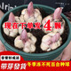 蝶遇耐寒重瓣種球香水百合種球帶芽濃香多年生室內(nèi)外四季花卉盆栽開(kāi)花 混色 香水百合種球 50個(gè) 11-12CM