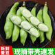 辰實【現(xiàn)摘】蠶豆新鮮 現(xiàn)摘帶殼胡豆 蠶豆米羅漢豆蘭花豆農(nóng)家蔬菜 5斤（劃算）