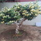 鑫干和（xinganhe）金銀花盆栽老樁花卉攀援藤蔓爬藤庭院陽(yáng)臺植物室內