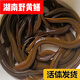 鮮活野生黃鱔魚(yú)野外捕捉土黃鱔包活新鮮大黃鱔稻田生態(tài)野長(cháng)魚(yú)盤(pán)龍 土黃鱔 三斤裝 (統貨）