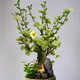 沭之美綠寶石海棠樹(shù)苗盆景花卉 綠寶石海棠地徑3.5cm  不含盆 源頭直發(fā)