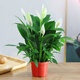 白掌盆栽綠植花卉室內(nèi)客廳好養(yǎng)一帆風(fēng)順?biāo)募鹃_花凈化空氣觀賞盆景美觀 特級大號白掌（原盆）+肥料 含盆
