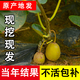 四川獼猴桃樹(shù)苗植物綠植庭院盆栽地栽黃綠心紅心彌獼桃水果樹(shù)苗木 【東紅】紅心獼猴桃4年嫁接苗 1棵