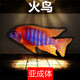 瀚幻三湖慈鯛中大型活體熱帶觀賞魚馬鯛伊巴卡藍(lán)六間非洲王子藍(lán)面財(cái)神 火鳥8-10 cm 1條