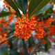 桂花盆景陽(yáng)臺(tái)綠植室內(nèi)花卉盆栽日香丹桂金桂沉香四季開花庭院盆栽 紅花八月桂-丹桂 中盆3年苗當(dāng)年開花