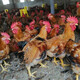 優(yōu)質(zhì)紅毛大公雞一斤半斤左右九斤紅九斤黃肉雞紅玉380活苗小雞苗 半斤左右九斤紅 10只裝公母備注