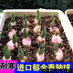 春枝韻冬季耐寒荷蘭進(jìn)口郁金香種球室內(nèi)外庭院花卉種子水培植物盆栽 混10球+盆+土+肥料 其他