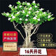 重瓣茉莉花盆栽大苗濃香型室內(nèi)陽臺四季開花卉好養(yǎng)包活驅(qū)蚊蟲 茉莉2年苗2顆