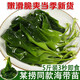海帶苗霞浦 小海帶苗5斤芽特嫩苗級新鮮麻辣燙鹽漬非干貨火鍋食材 海帶苗五斤裝