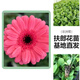 1非洲菊花苗盆栽花苗扶郎花小苗原土發(fā)貨綠植花卉陽(yáng)臺庭院易活種 西瓜紅花苗5顆