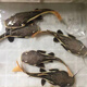 招財貓魚(yú)活體紅尾鯰魚(yú)鴨嘴狗仔鯨底層魚(yú)兇猛大型熱帶觀(guān)賞魚(yú)龍配魚(yú) 紅尾招財貓魚(yú)5-6cm【1條】