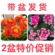 稀有長(cháng)壽花金狐貍盆栽大花重瓣四季開(kāi)花帶花苞室內外花卉直銷(xiāo) 大花金狐貍+水晶紫帶花苞 原盆原土+肥料