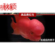 秋穎楠苑 泰國進(jìn)口羅漢魚(yú)苗熱帶觀(guān)賞魚(yú)鴻運泰金花紋紅德薩高爆亞 進(jìn)口紅馬苗2-3厘米