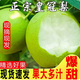 皇金蜜青皮皇冠梨【現(xiàn)貨速發(fā)】趙縣特產(chǎn)新鮮水果產(chǎn)地直發(fā)后期果子偏黃 凈重4.5斤【大果單果200g+】