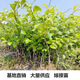 臺灣牛奶大青棗樹(shù)苗嫁接大果南北方種植當年結果當季水果苗 蘋(píng)果棗 一年苗