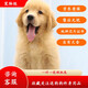 果粒之星純種金毛幼犬雙血統(tǒng)小金毛金毛犬巡回尋回犬沙灘金楓葉寵物狗活體 寵物級