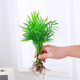 中夢(mèng)袖珍椰子水培植物富貴椰子盆栽綠植室內水養花卉散尾葵觀(guān)葉小盆景 小椰子8株（20-25cm）