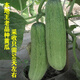 正宗老品種黃瓜種子陽(yáng)臺黃瓜種春季夏季播大吊瓜黃瓜蔬菜種孑 本地王老品種原裝5克約60粒