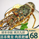 蝶島船說(shuō) 鮮活速凍海捕小青龍蝦 新鮮 大龍蝦 大號青龍蝦花龍中秋送禮 小青龍250g/只