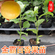 金霸黃金百香果樹(shù)苗巴西金霸百香果南方百香果樹(shù)四季爬藤特大果 20厘米高2棵帶士 帶土帶葉