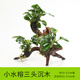 AIPHAROW金魚(yú)藻真水草活體魚(yú)缸裝飾套餐植物大水榕沉木水草淡水懶人水族箱 【三頭】小水榕三頭沉木