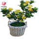 觀(guān)果植物盆栽花卉 樹(shù)苗 盆栽帶果 金華佛手果 香櫞佛手柑盆栽觀(guān)賞 花卉食用觀(guān)賞清供佛把玩 金佛手 3年中苗