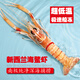旬壹鮮·新西蘭海鰲蝦 高品質(zhì)深海蝦 遠洋捕撈鮮活冷凍 超低溫船凍鰲蝦 2號：11-15只 1kg(凈重)