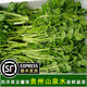 新鮮豆瓣菜廣東西洋菜水芥菜貴州農(nóng)家高山泉水冷涼鮮蔬菜 【順豐】(泡沫箱+冰袋)新鮮發(fā)貨 1500g