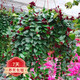 若綠口紅吊蘭盆栽室內陽(yáng)臺垂吊綠植花卉庭院陽(yáng)臺桌面擺放源頭直發(fā)包郵 口紅吊蘭 一整盆 含盆