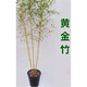 竹子苗 庭院綠籬青竹苗 陽臺(tái)盆栽紫竹苗 黃金竹 1cm粗度5顆