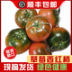閩興農(nóng)特生鮮（MINXINGNONGTESX）順豐發(fā)貨堿地草莓西紅柿現(xiàn)摘農(nóng)家鐵皮鷹爪柿子新鮮生吃水果番茄 五斤裝