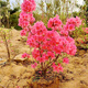 爾瀾當年開(kāi)花盆栽地栽映山紅樹(shù)苗杜鵑花露天植物映山紅花苗源頭直發(fā)