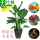 室內觀(guān)葉觀(guān)花植物 鶴望蘭苗 天堂鳥(niǎo)盆栽花卉當年開(kāi)花蘭花大苗 3年苗拍下留言顏色 不含盆