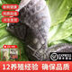 御瀘鮮湘 鱷魚腿 帶皮肉 活體現(xiàn)殺現(xiàn)發(fā)鱷魚 人工養(yǎng)殖鱷魚高端特色水產(chǎn)肉類 巨優(yōu)惠2斤全皮鱷魚腿肉