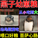 燕子食物幼鳥多種維生素蟲子灰燕鵙鸻鳳頭雨燕科幼崽吃的專用飼料 500g 1袋 【小燕子愛吃】