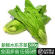 綠食者新鮮水東芥菜500g 卷心芥菜包心芥菜蓋菜腌酸菜泡菜蔬菜 農(nóng)家蔬菜 500g