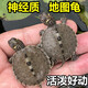 萌龜飼家地圖龜逗比深水烏龜魚缸混養(yǎng)龜黑瘤二哈龜萌寵活體情侶觀賞寵物龜 5-6厘米 1只單身地圖