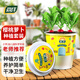 尚洋DIY兒童種植套裝櫻桃蘿卜種子學(xué)生植物觀察杯幼兒園迷你小盆栽
