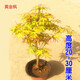 霆環(huán) 楓樹(shù)盆栽 約旦楓樹(shù)流泉楓樹(shù)苗泰勒紅楓樹(shù)苗盆景花園盆栽雞爪槭鳳凰 2021新品 黃金楓 高40cm左右