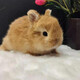 寵物兔進(jìn)口雙血統短毛侏儒兔折耳垂耳二代混血寵物兔寵物兔子活體 單血鹿色侏儒兔1只